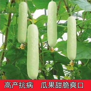 白瓜种孑白玉黄瓜白青瓜秧苗盆栽庭院高产春秋季农家蔬菜种苗