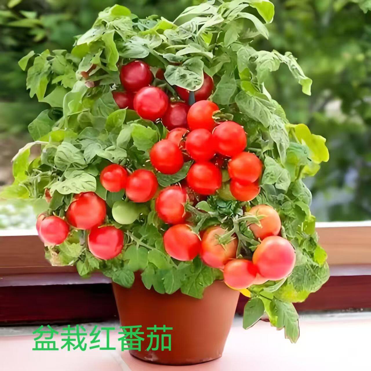 矮生番茄苗秧苗小番茄西红柿苗草莓番茄苗蔬菜苗幼苗阳台盆栽包邮