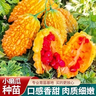 正宗癞葡萄金铃子秧苗庭院大田种植苗春播各种蔬菜苗带土