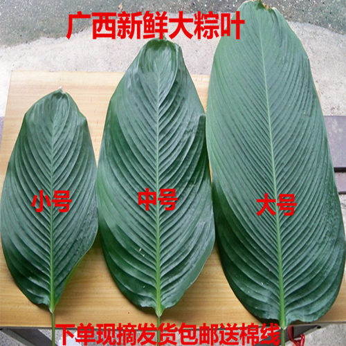 新鲜粽子叶广西大粽叶现摘发货柊