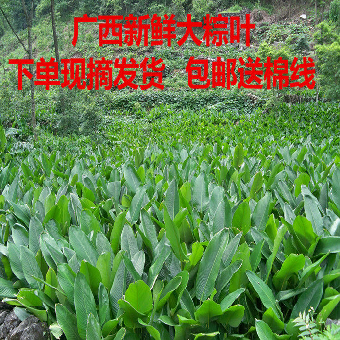 包粽子的叶子广西新鲜大粽叶现摘发货裹蒸粽柊叶包邮送棉线非箬叶