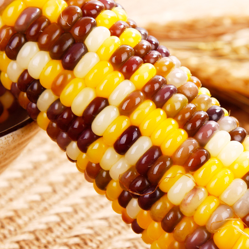 天勤粒粒净2023年头茬现采新鲜无农残非转基因真空装彩糯花玉米