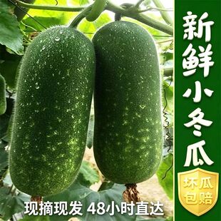 新鲜现摘毛节瓜当季新鲜小冬瓜小节瓜农家自种蔬菜农产品迷你冬瓜