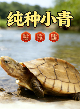 纯种小青头龟苗北种乌龟活体皖南小青苗 黄金龟 宠物观赏乌龟活物