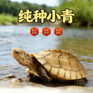 纯种小青头龟苗北种乌龟活体皖南小青苗 黄金龟 宠物观赏乌龟活物