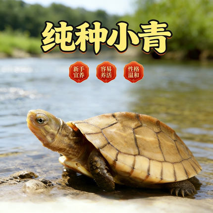 纯种小青头龟苗北种乌龟活体皖南小青苗 黄金龟 宠物观赏乌龟活物