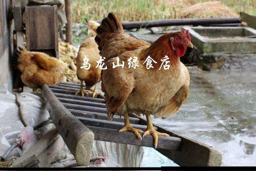 食用农产品 湖南特产湘西特产 农家散养的 本地土鸡 毛重三斤左右