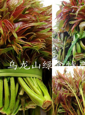阳春三月 湘西特产 现货现摘当天发纯天然野生 新鲜香椿芽 春木巅