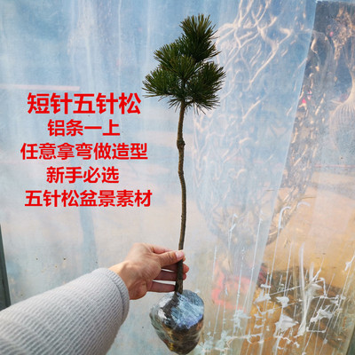 日本短针嫁接五针松盆景素材苗