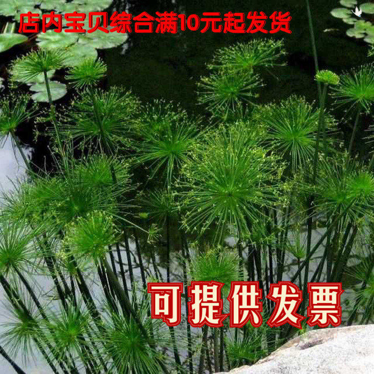 Shade Aquatic Papyrus Sedge For many years Aquatic Evergreen Botany Cold-resistant Heatin the Flower delivery/Flowers simulation/Plants gardening , Flowers/Potted plants (New) , Flowers  category - from Buy2taobao.com to provide professional Taobao agent buy service