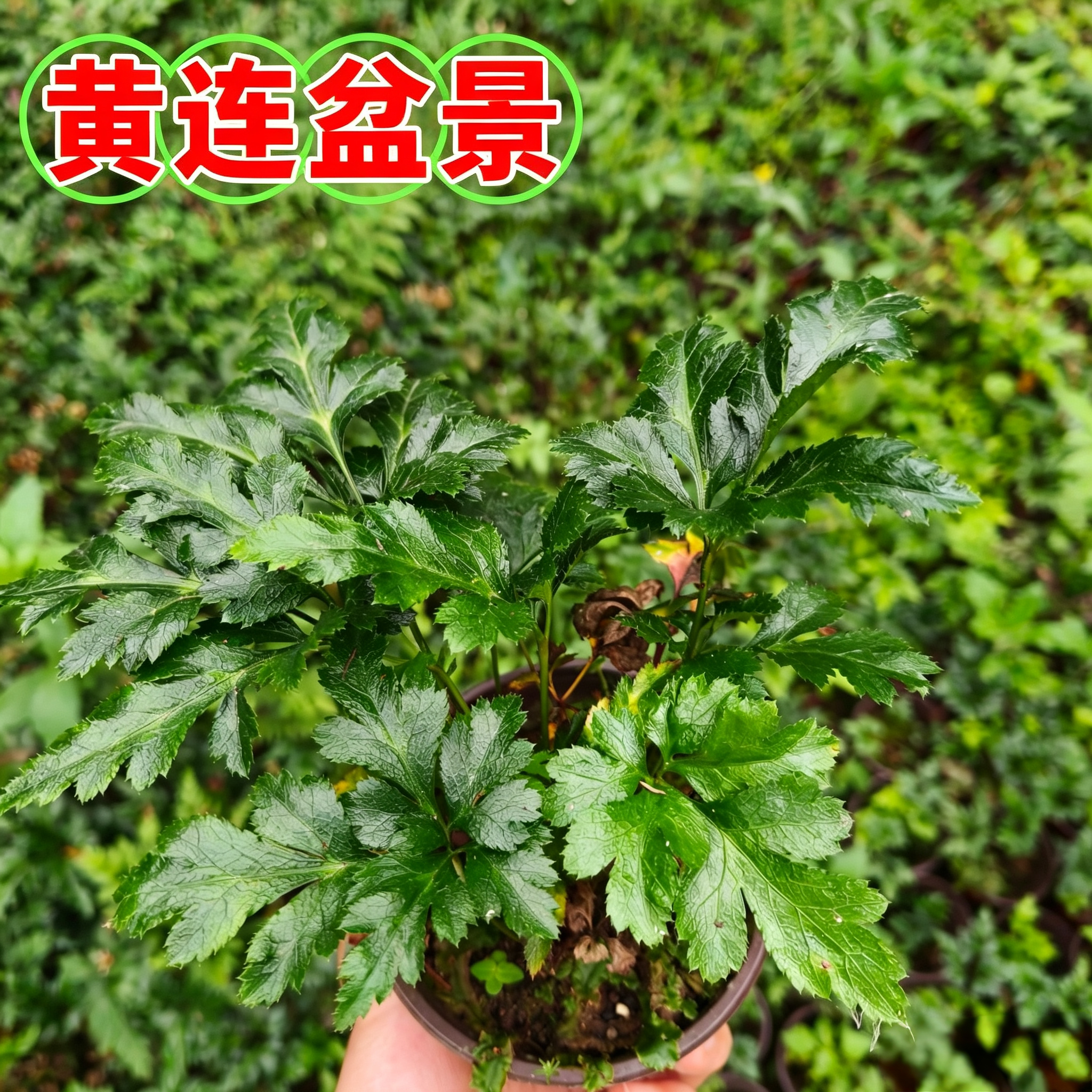 鸡爪黄连盆景盆栽 四季常青带土易活 可药用泡水室内阳台绿植花卉