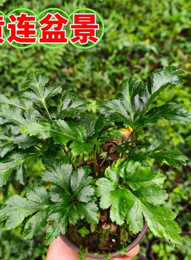鸡爪黄连盆景盆栽 四季常青带土易活 可药用泡水室内阳台绿植花卉