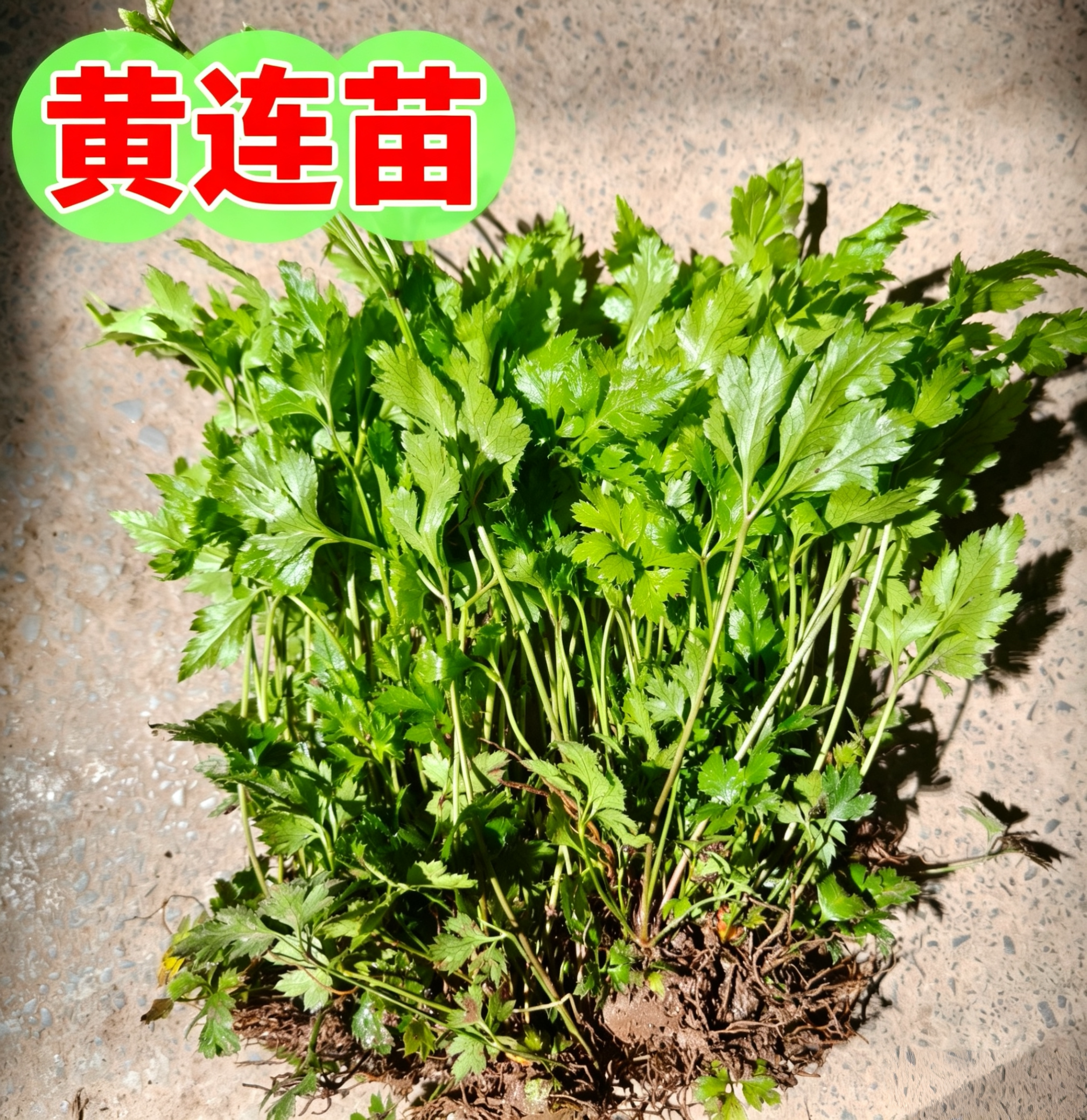 中药材黄连苗黄连根鸡爪黄连阳台绿植盆栽庭院种植包邮成活率高