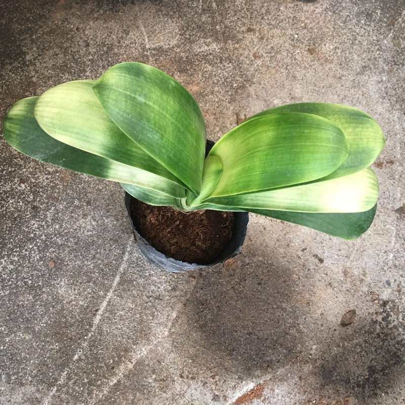 佛光兰彩色君子兰高档名贵君子兰盆栽小苗鸳鸯兰佛光兰金边君子兰