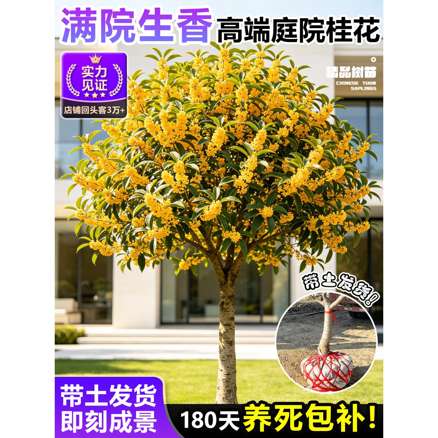 桂花树苗大树四季桂南北方种植室外庭院别墅地栽金桂丹桂开花植物