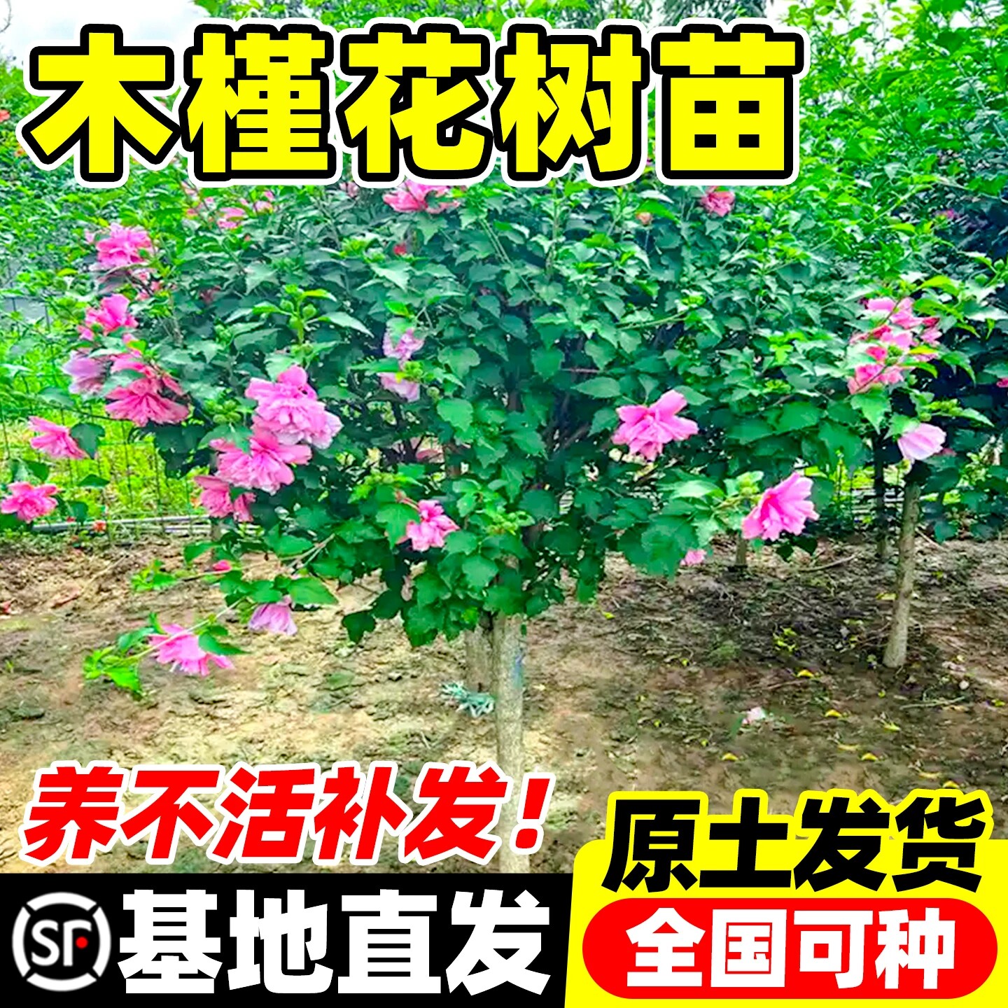 木槿花树苗重瓣棒棒糖室外老桩庭院阳台盆栽四季植物耐寒耐热花卉