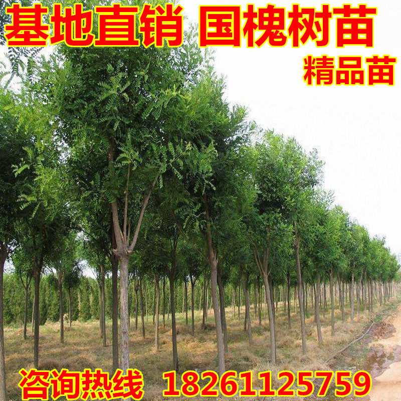 国槐树苗嫁接龙抓槐黄金槐苗绿化行道树多规格占地经济林国槐苗