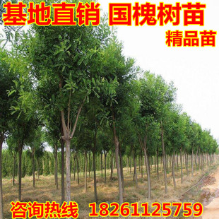 国槐树苗嫁接龙抓槐黄金槐苗绿化行道树多规格占地经济林国槐苗