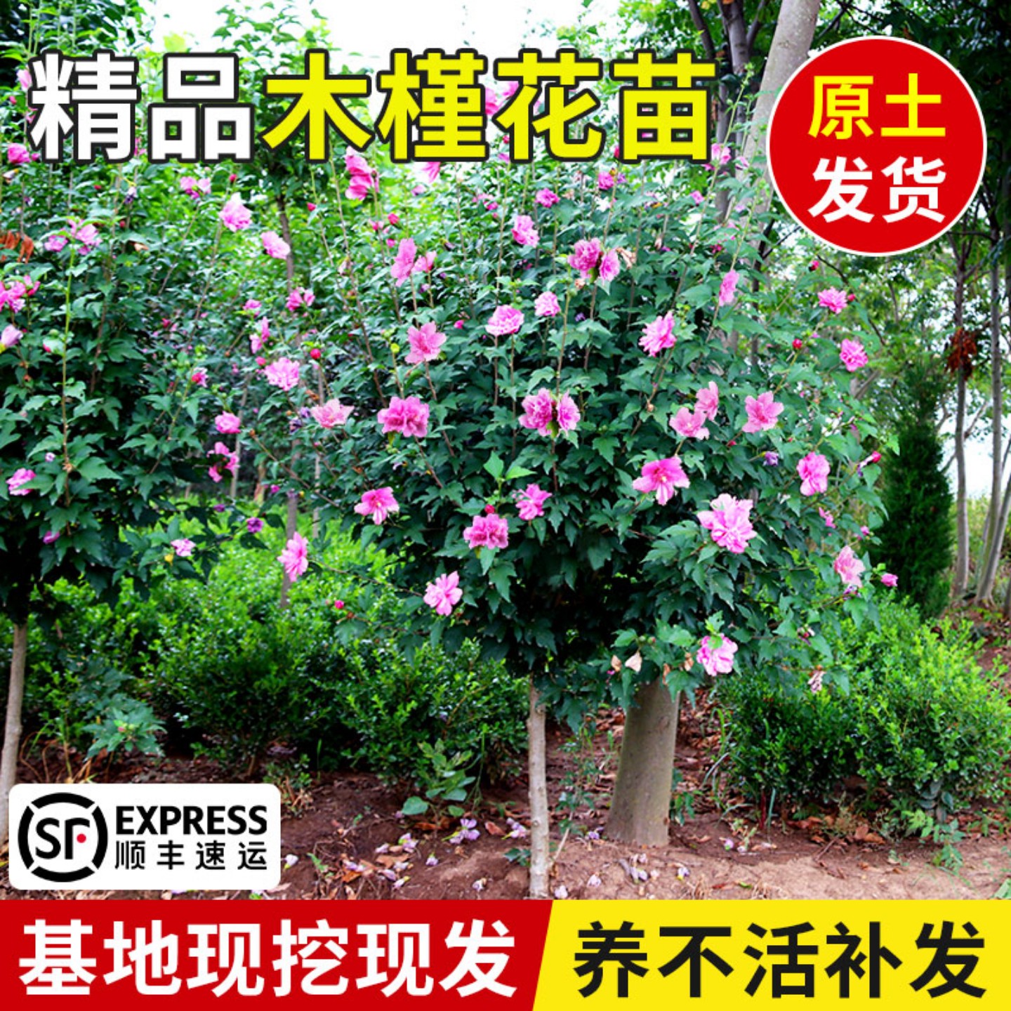 木槿花树苗可食用棒棒糖木槿花重瓣大苗阳台庭院盆栽耐寒四季好养