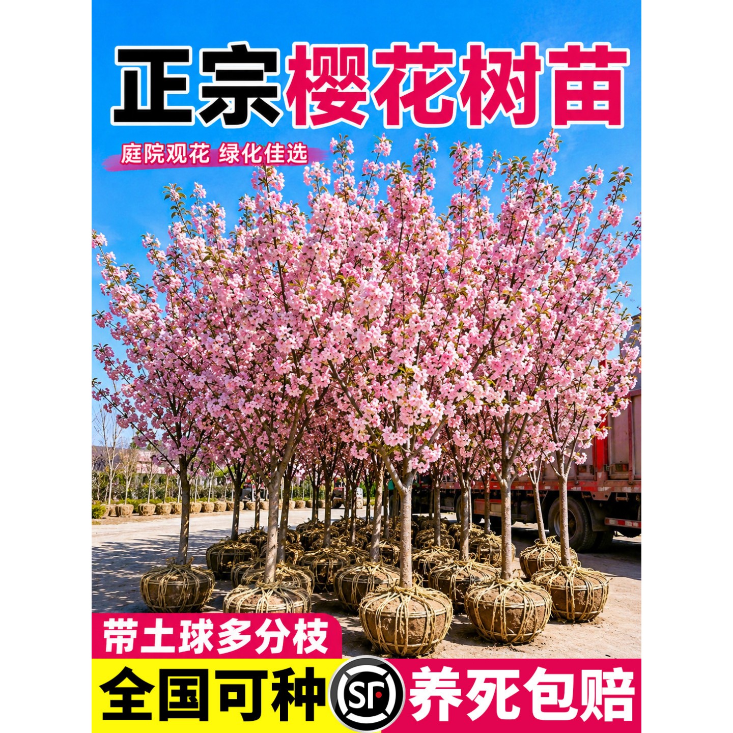 正宗日本樱花树苗南北方室外庭院种植工程绿化大型风景树花卉植物