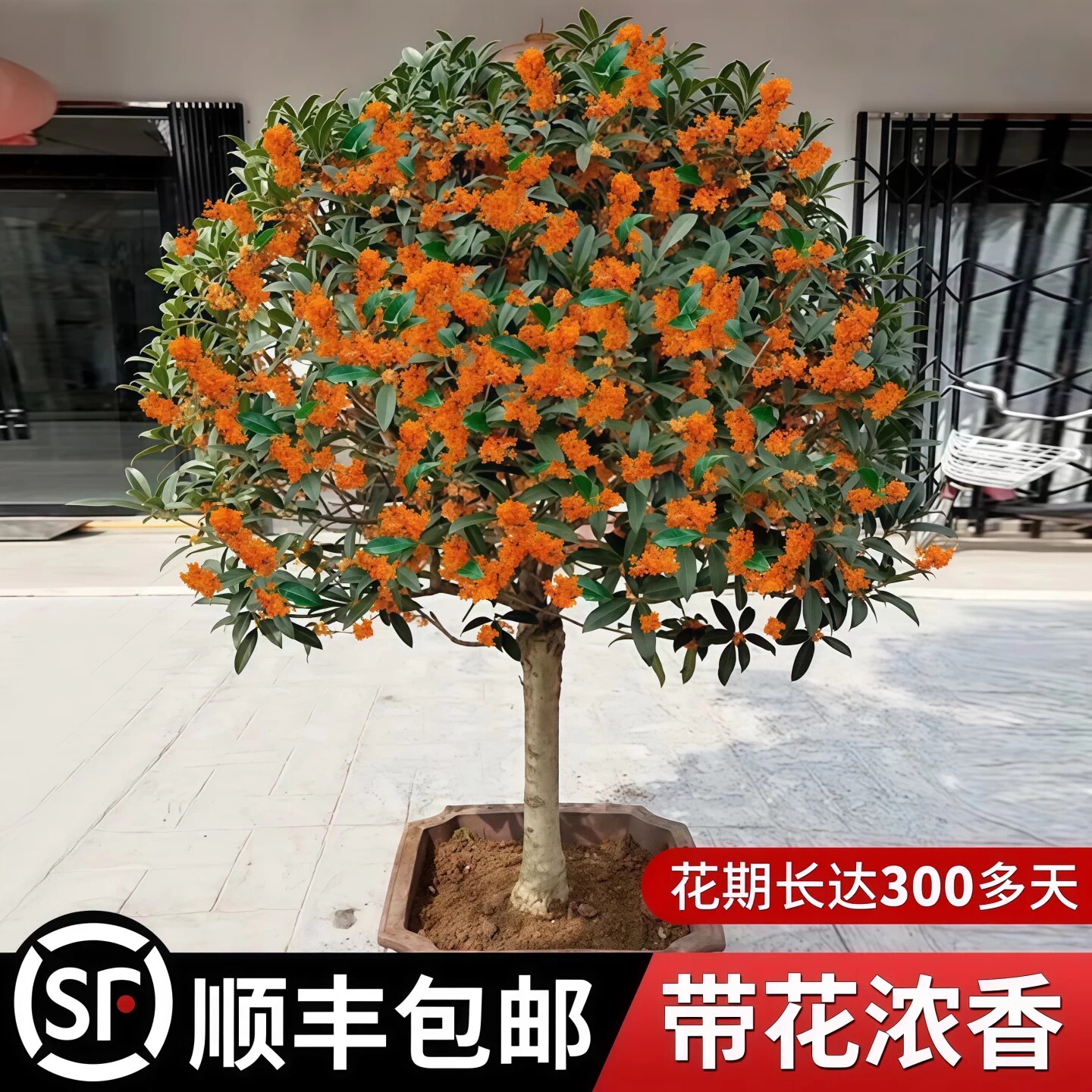 桂花树苗盆栽庭院绿植盆地栽大树四季桂丹桂金桂好养花卉植物耐寒