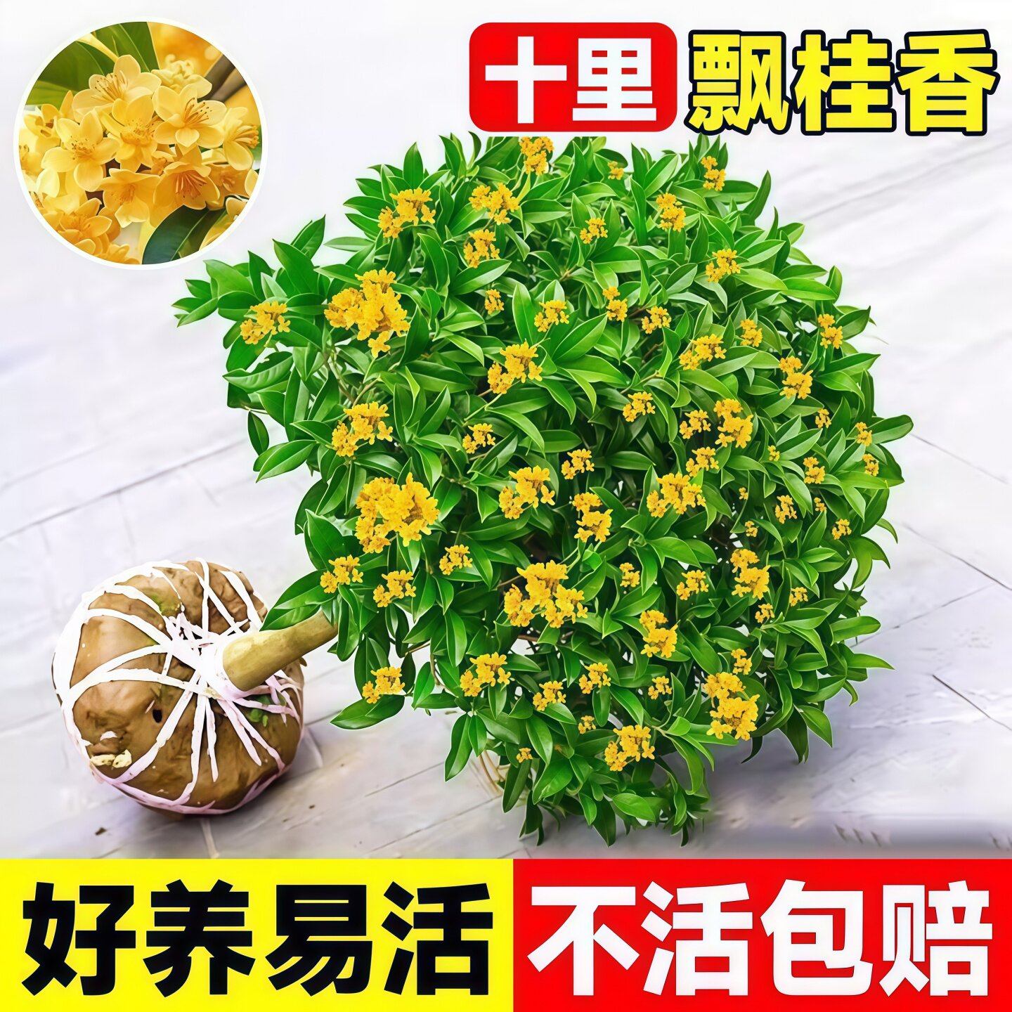 金桂花树苗桂花苗盆栽嫁接苗四季桂室内外浓香型阳台花卉绿植庭院