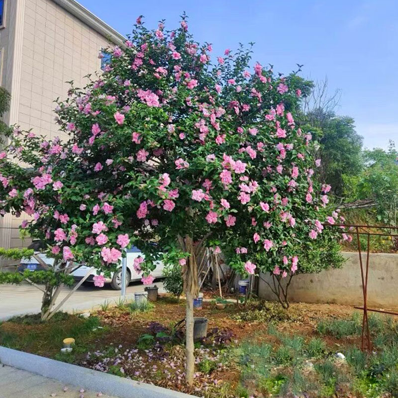 重瓣木槿花树苗四季庭院篱笆植物耐寒花卉别墅风景树盆栽浓香大花
