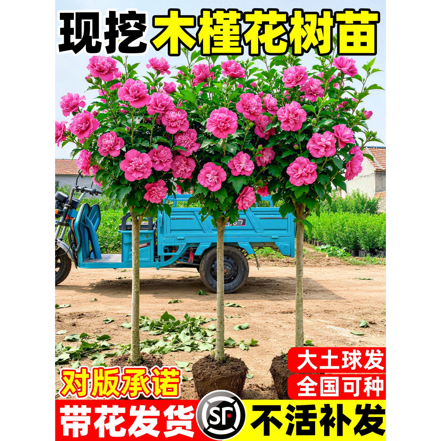 木槿花树苗棒棒糖盆栽重瓣木槿四季花苗好养庭院别墅绿化风景大树
