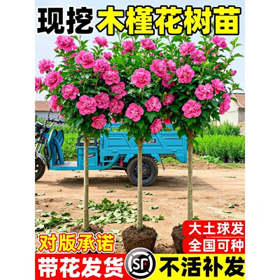 木槿花树苗棒棒糖盆栽重瓣木槿四季花苗好养庭院别墅绿化风景大树