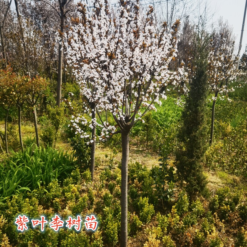 速生红叶李苗紫叶李树苗庭院行道绿化耐寒大型风景花树红叶李小苗