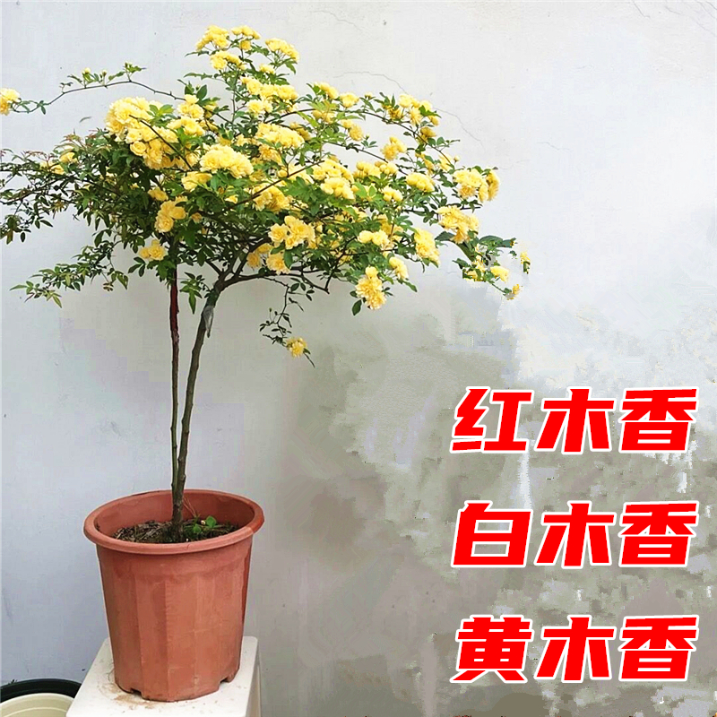 红木香黄木香白木香花树苗庭院耐寒爬藤攀援浓香花卉植物木香树苗