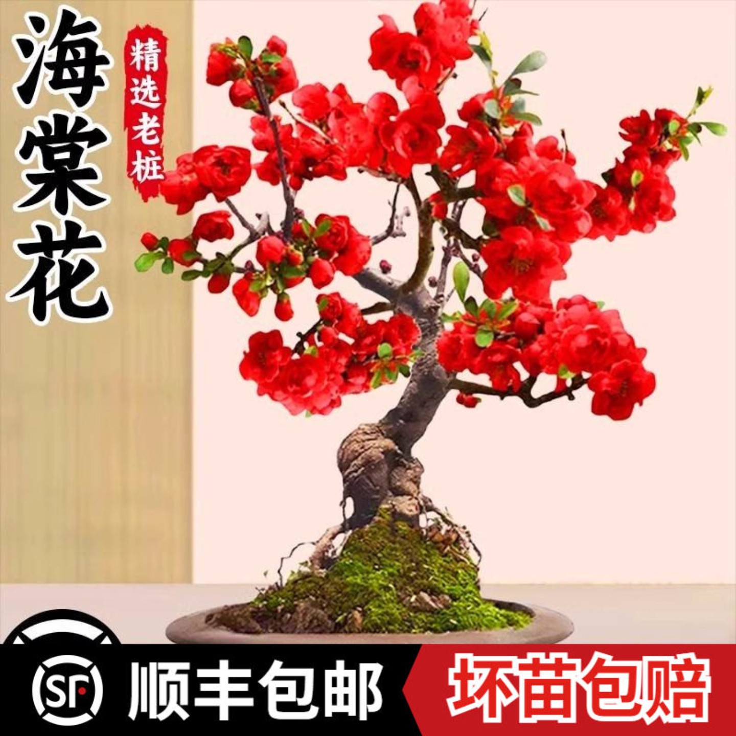 海棠樱花梅花树苗盆栽素心腊梅盆景花卉老桩红梅绿梅多季耐寒植物