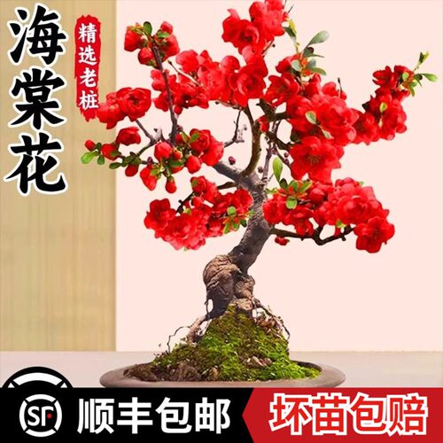 海棠樱花梅花树苗盆栽素心腊梅盆景花卉老桩红梅绿梅多季耐寒植物