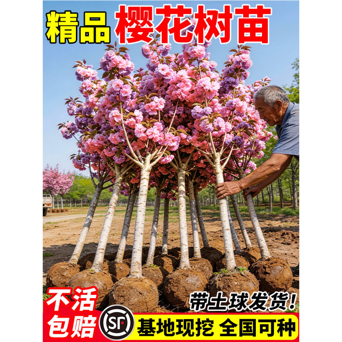 樱花树苗庭院观赏盆栽地栽耐寒花卉南北方种植重瓣樱花树绿化苗木
