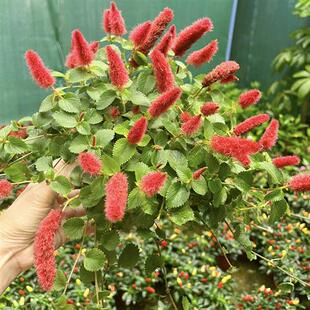 岁岁红盆栽 兔尾巴 红口草 红色吊兰 垂吊花卉四季狗尾红阳台盆花
