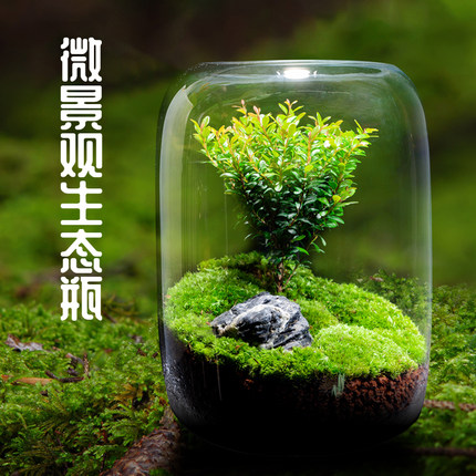 【生命之树】创意桌面苔藓微景观成品盆景好养鲜活绿植生态瓶盆栽
