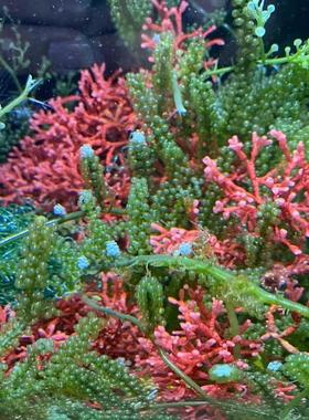 海藻高等藻绿葡萄藻钢丝羽毛火焰气泡去NO3 PO4净化水质海水海缸