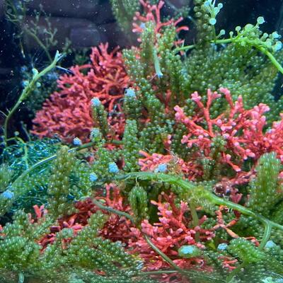 海藻高等藻绿葡萄藻钢丝羽毛火焰气泡去NO3 PO4净化水质海水海缸