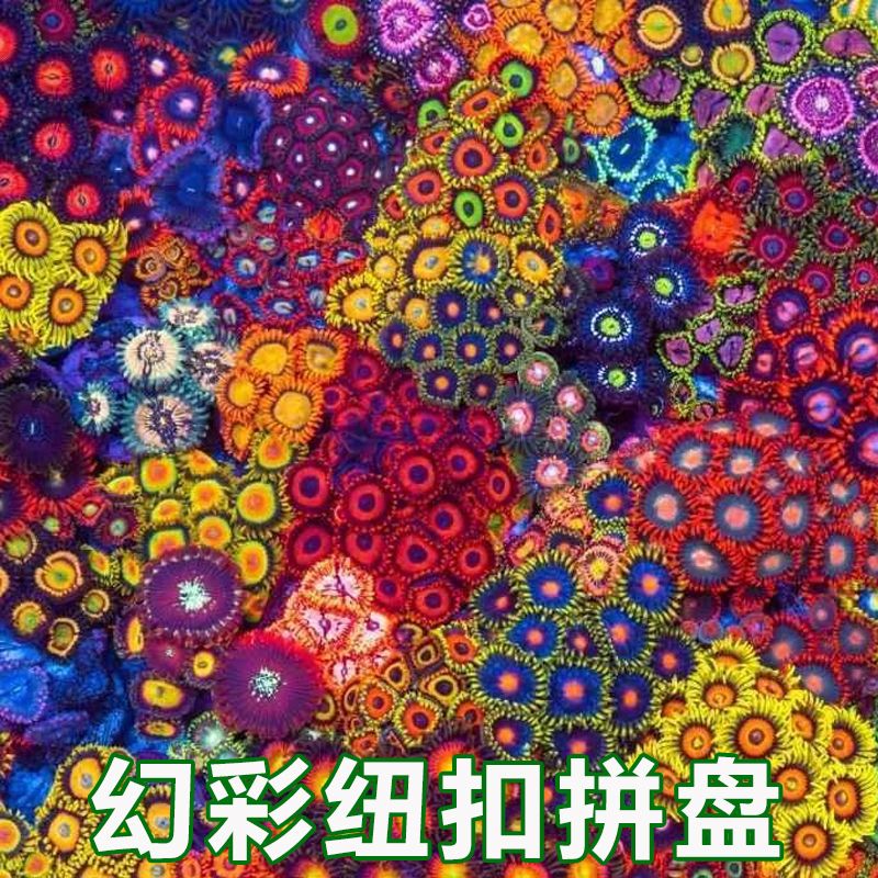 幻彩纽扣拼盘珊瑚活物体新手试水海水鱼缸观赏鱼小丑鱼非海葵