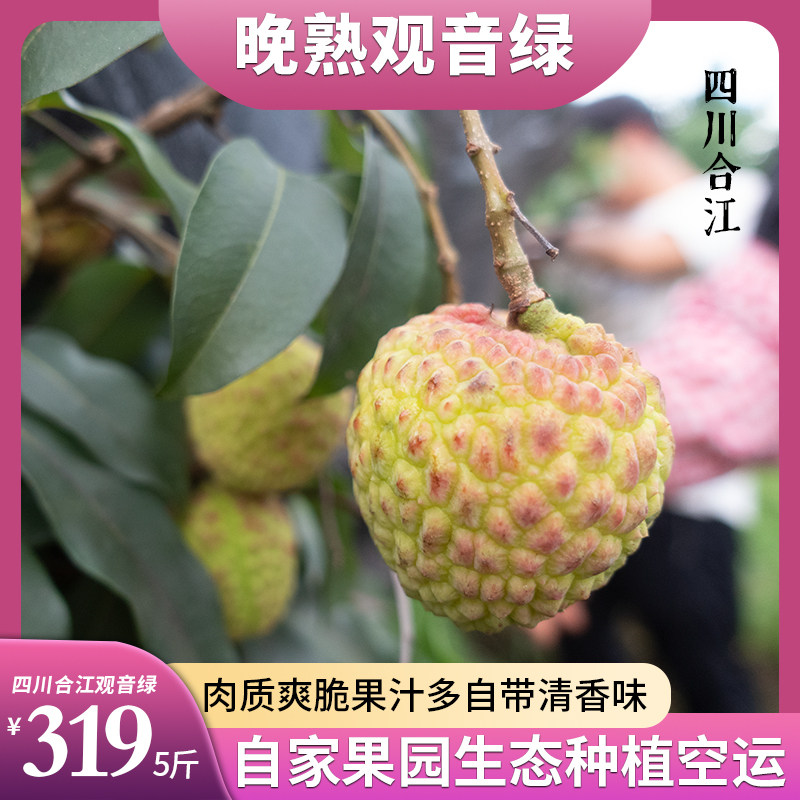 四川合江荔枝观音绿新鲜现摘现发当季水果老树长安的5斤整箱包邮