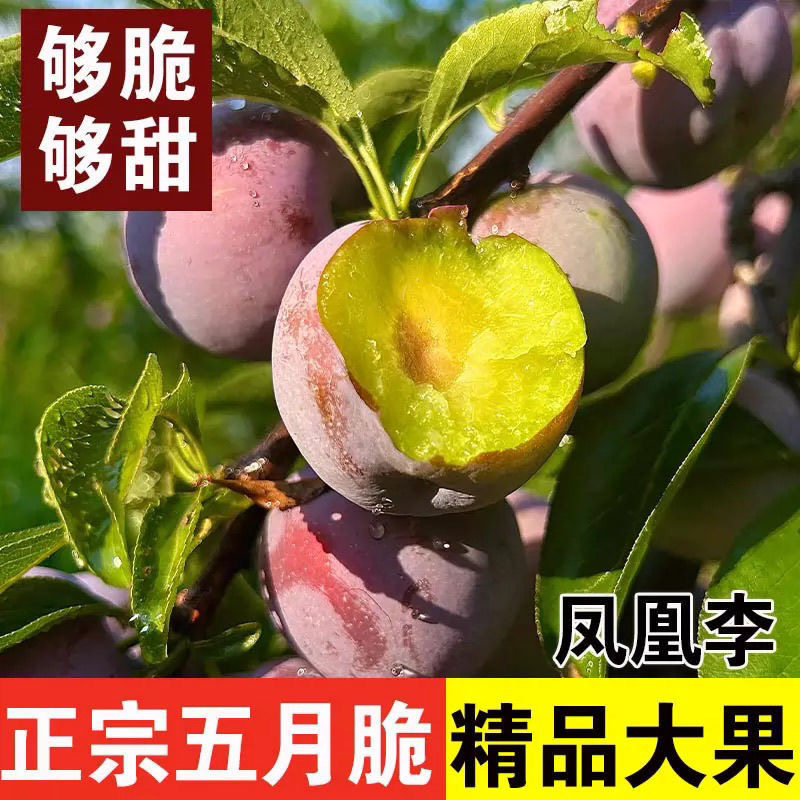 四川当季新鲜五月脆红李子青脆钱排安顺蜂糖脱骨李脆甜红心大李子