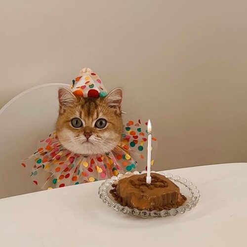 猫咪宠物服饰及配件发饰围兜派对