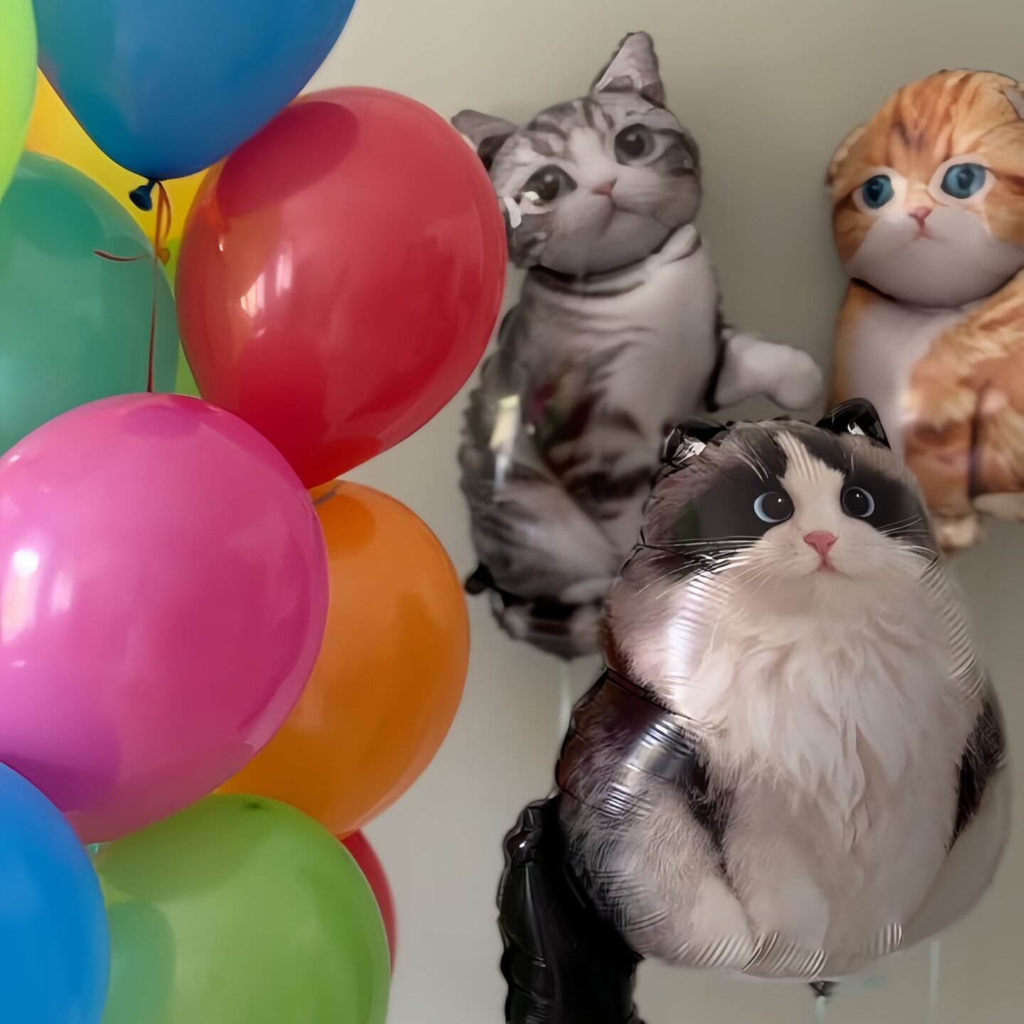 新款布偶猫美短宠物猫生日卡通猫