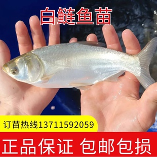 优质大白鲢鱼苗鲢鳙淡水养殖大头鱼四大家鱼白条鱼活体跳鲢鳊鱼苗