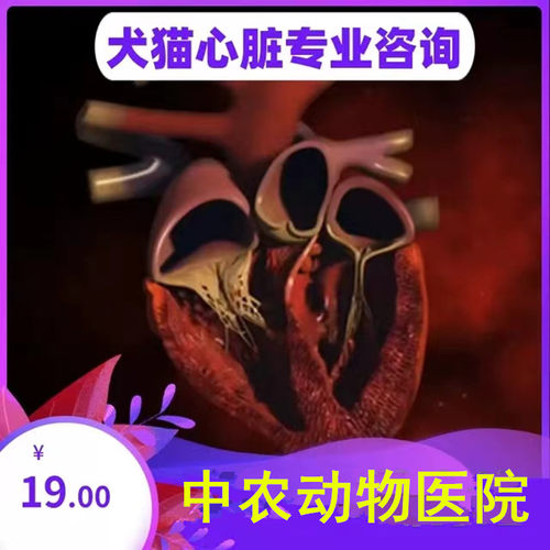 宠物犬猫狗兽医师咨询犬心力心肌心脏肺心问题功能衰退肥大