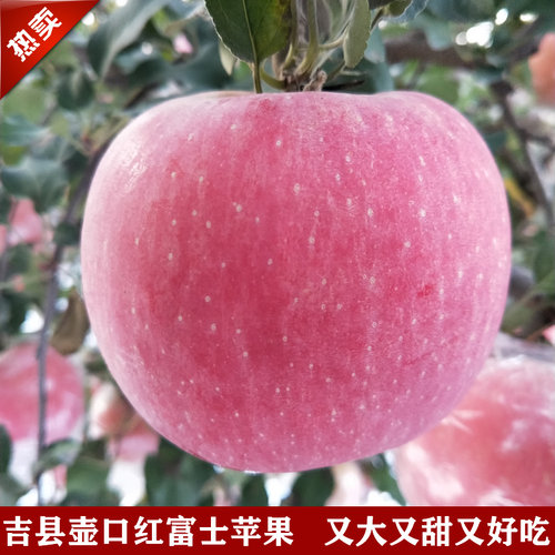 吉县苹果1箱9斤礼盒装山西临汾特产红富士包邮