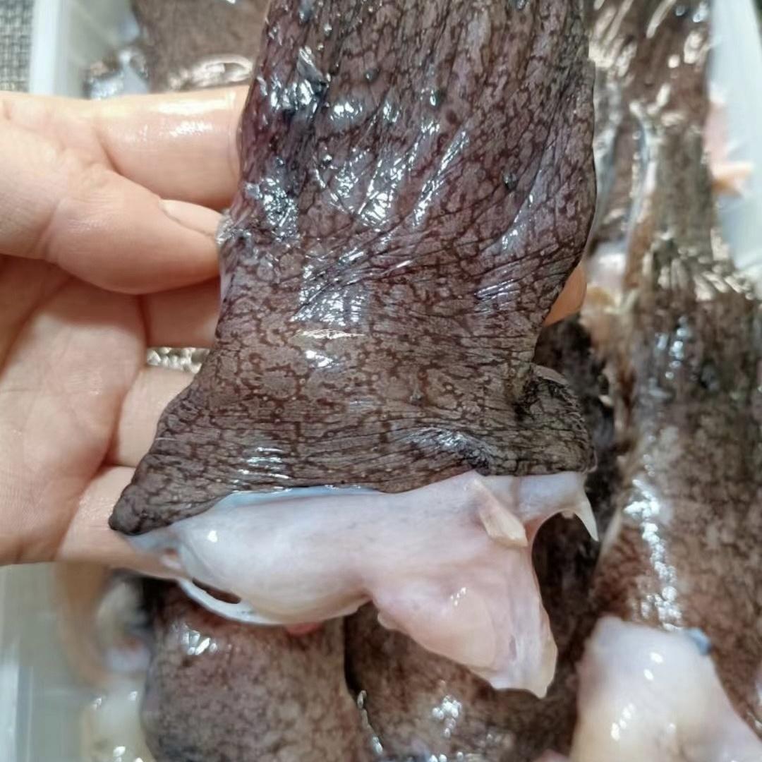 新鲜冷冻非即食烧烤鱿鱼头