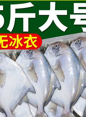 特大银鲳鱼新鲜海捕白鲳鱼