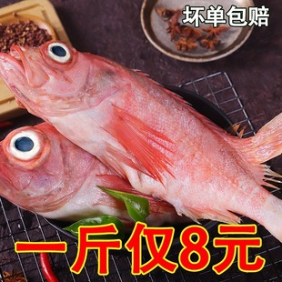 【顺丰包邮】红石斑鱼整条新鲜冷冻野生大龙胆鱼富贵鱼红鱼颌斑