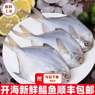 野生大银鲳鱼海鲜新鲜白鲳鱼鲜活冷冻海鱼平鱼顺丰包邮